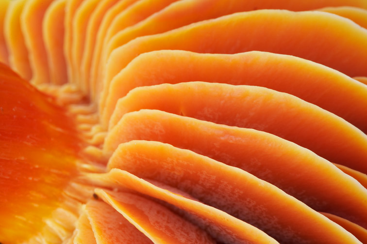 Close-up of gills of Meadow Waxcap - Hygrocybe pratensis - Scotland. October 2006. 